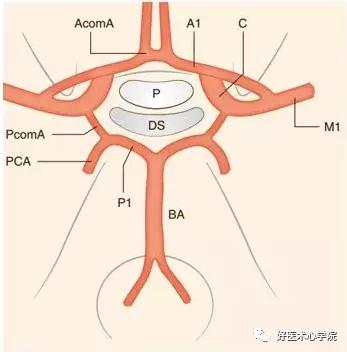 兩側椎動脈和頸動脈在大腦基底部互相貫通,形成willis環,該結構允許