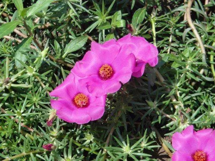 喜阳花卉就得多晒太阳否则可能连花都开不好