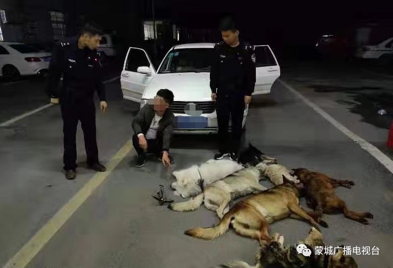下药毒狗的贼就被抓了!这个网络图片使用