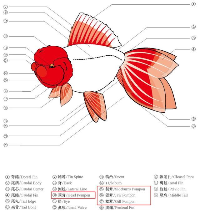日本金鱼品种图解图片