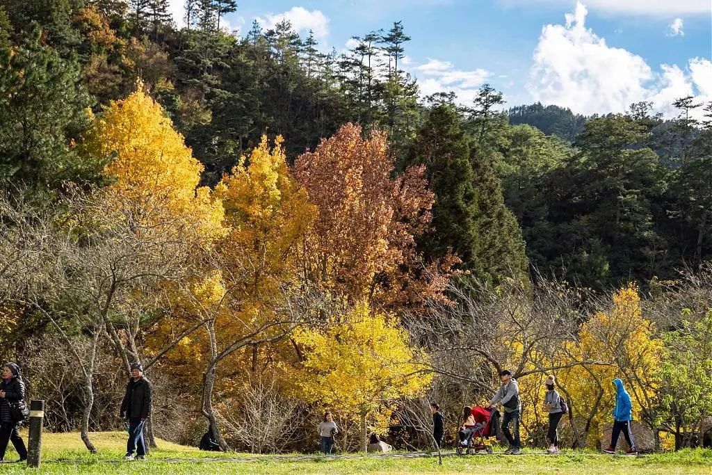 武陵农场景点推荐赏枫观星武陵农场住宿交通懒人包