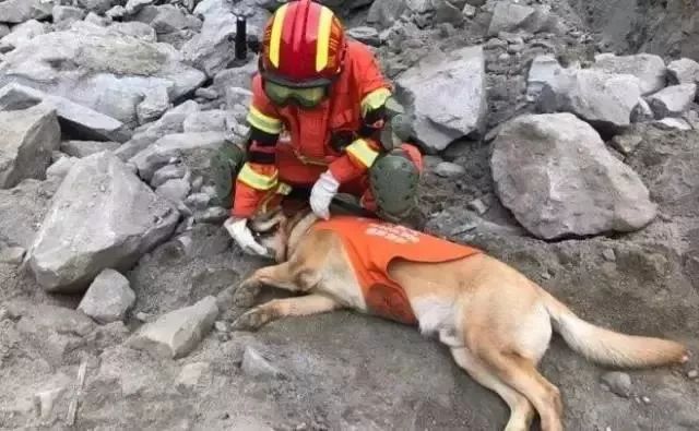 地震救援犬图片