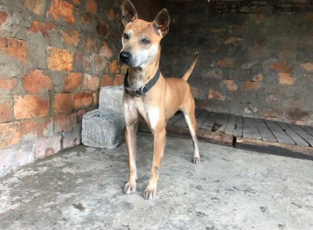 被埋没的猎犬之王箭毛犬