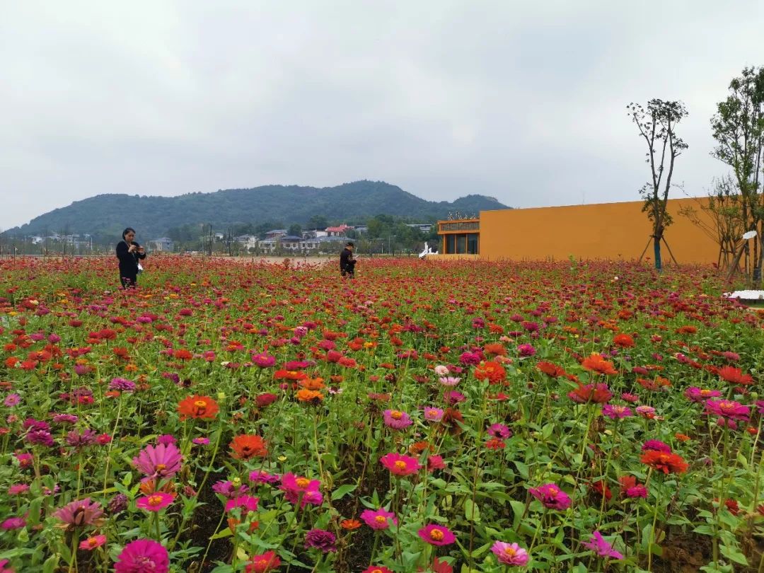 【乡村振兴】快来麻山看花海啦!_萍乡