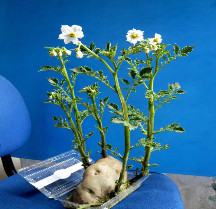 粮食传说声画连载6世上有朵美丽的花儿