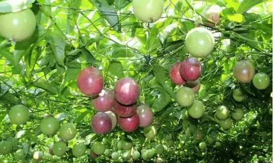 免门票市区附近3大百香果园迎来采摘期想吃你就来