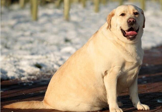 拉布拉多犬的7大缺點勸你別養