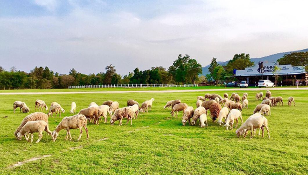 中国人去泰国旅游不止逛景点还喜欢去农场