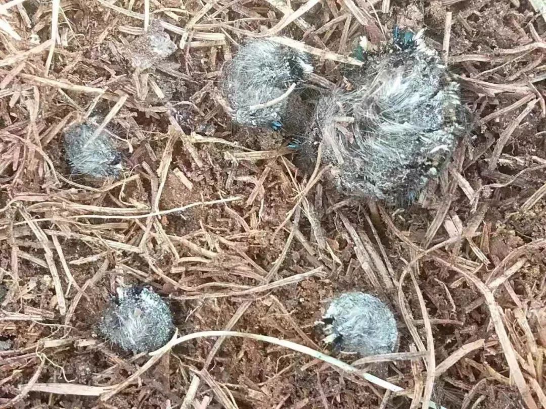 【生态保护】落叶松毛虫幼虫越冬基数调查进行时