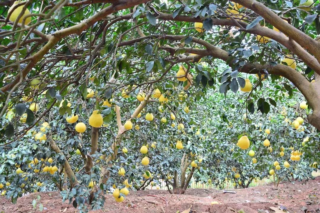 2019年容县柚乡丰收节圆满落幕精彩回顾