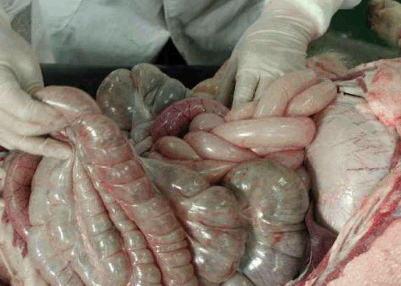 图解病死猪解剖操作程序这么多年见过最全面详尽的剖检资料