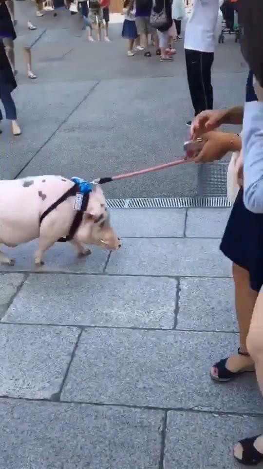 一个人牵了一只猪的图图片