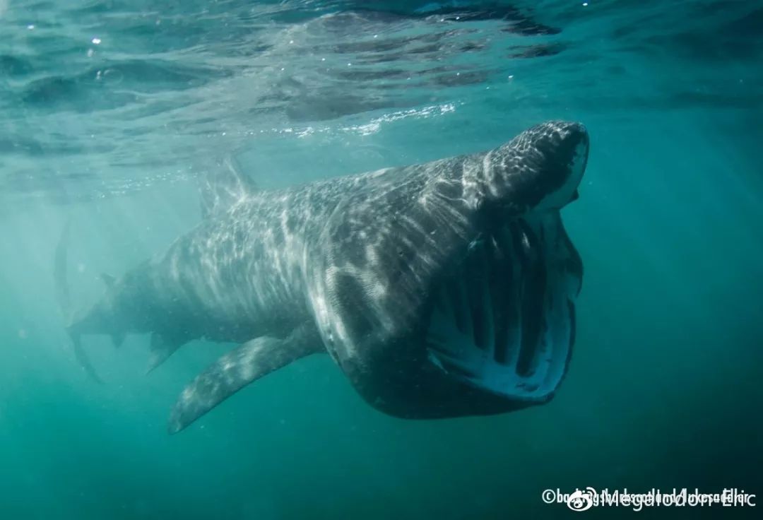 海の绝唱餐桌上的鲨鱼到底该不该吃