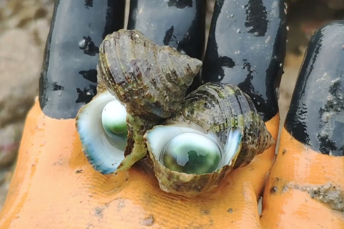 赶海捡到的两只海螺牛眼螺,在同一个时间,同一个地点出现_手机搜狐网