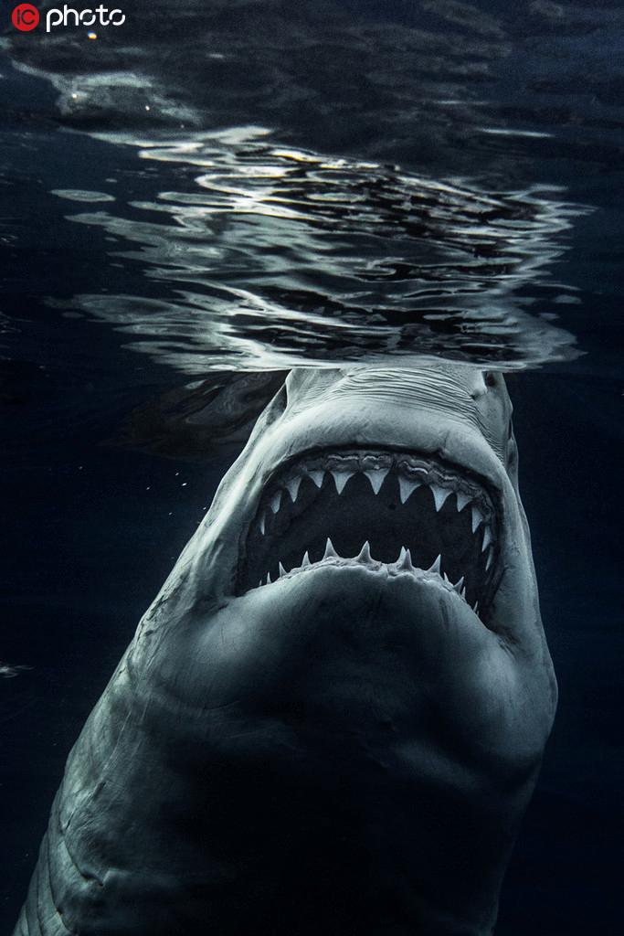 鲨鱼的图片 凶狠 霸气图片