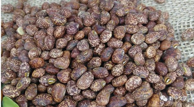 黔中文学黄安梅麻雀豆让我忆起了那段美好总第663期