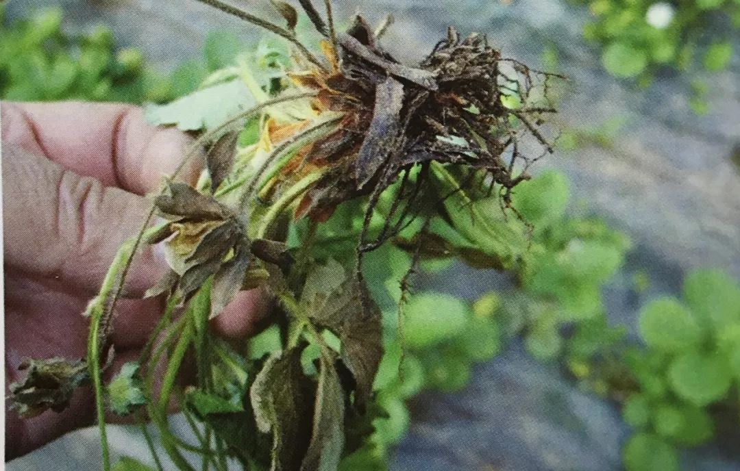 芽枯病草莓幼芽枯萎你觉得是什么病