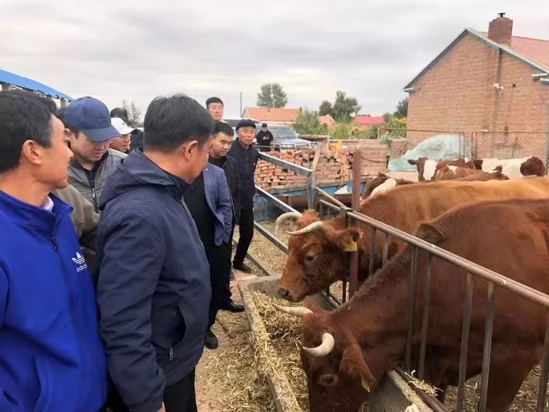 蒙犇畜牧业有限责任公司,兴安盟"牛联体"协会相关负责人组成考察组