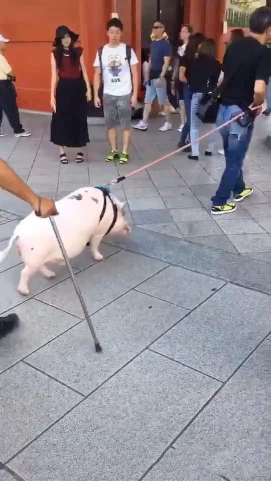 一个人牵了一只猪的图图片