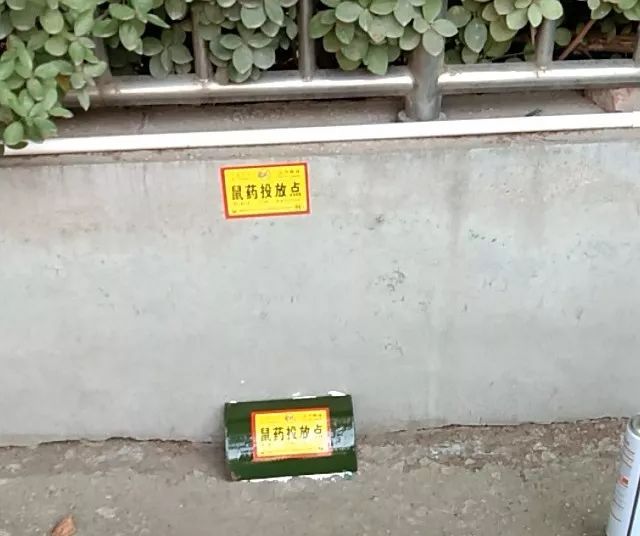 【提醒】齐河城区内设置灭鼠毒饵站,请看护好孩子,狗狗,猫猫(别的宠物