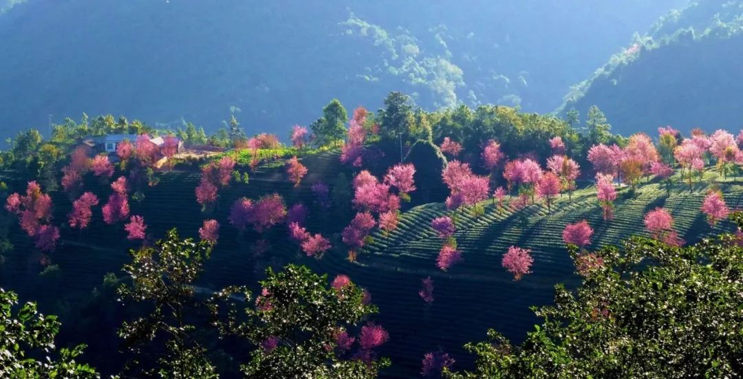 茶山间开放,繁樱绚丽无量山约2000亩樱花谷的冬樱每年12月上旬这里便
