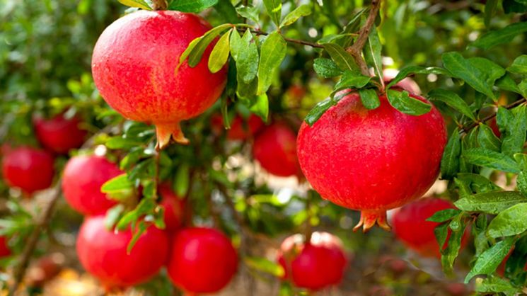 石榴树常年天时温柔相待,正所谓夏季温热,冬季偏暖,造就了喀什石榴籽