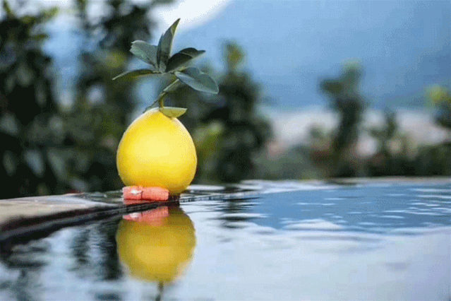 平和种植柚子已有500余年历史,园中20多年的老柚树比比皆是,亚热带