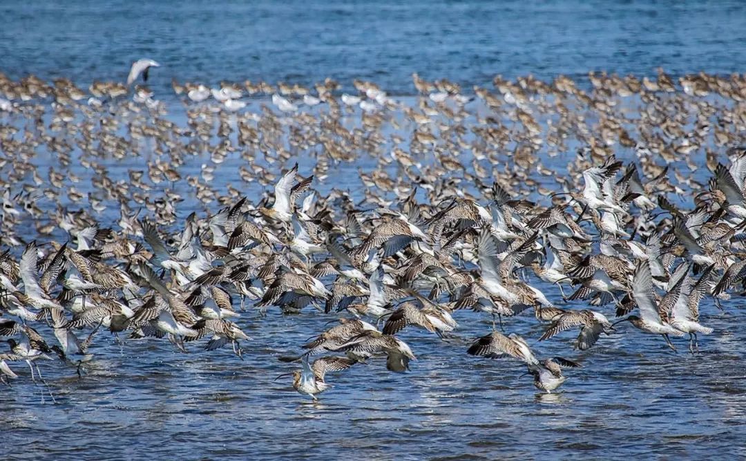 黄(渤)海候鸟栖息地,一个归来的约定