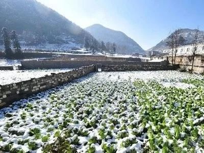 霜冻天气的预防及补救_植物