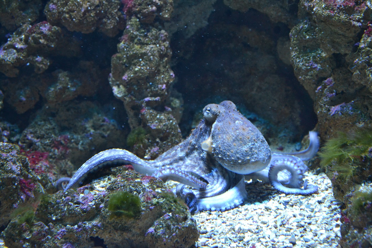 章鱼住在海里图片