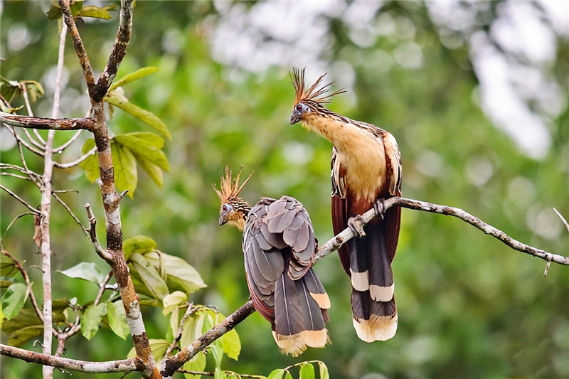 亞馬孫出現一種怪鳥，湛藍的臉，幼鳥翅膀上長爪子，會用翅爪爬樹 寵物 第3張