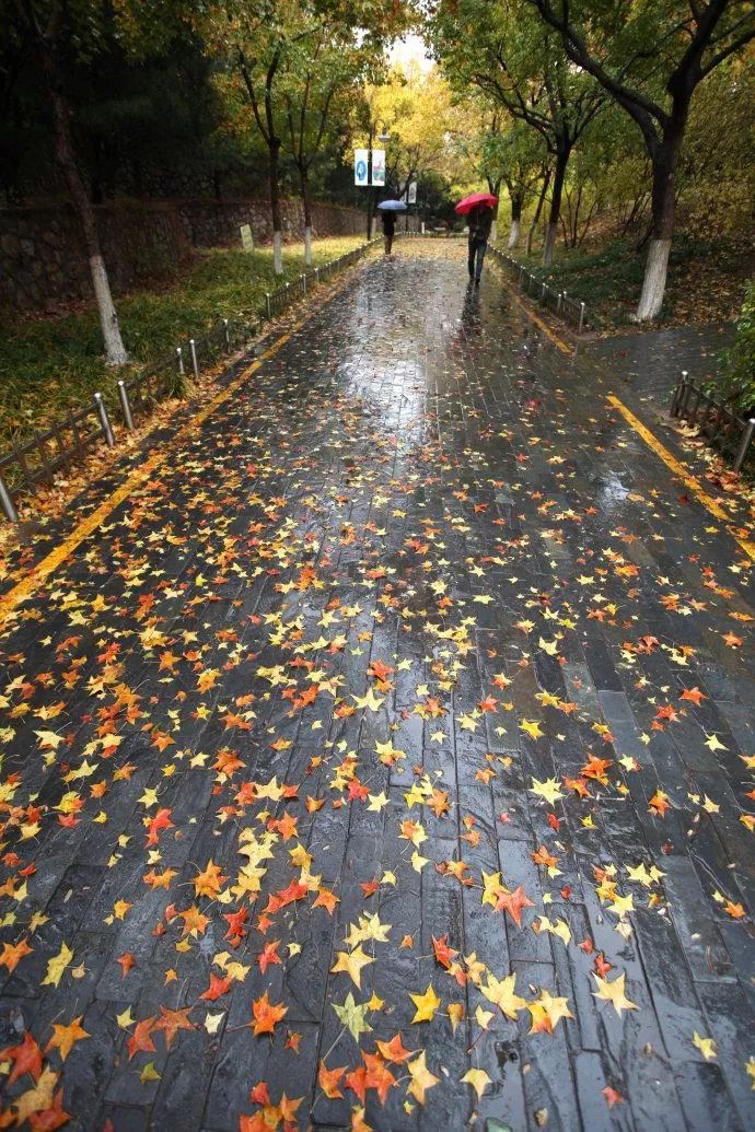 拍好秋雨的九個思路讓你的畫面意境悠長