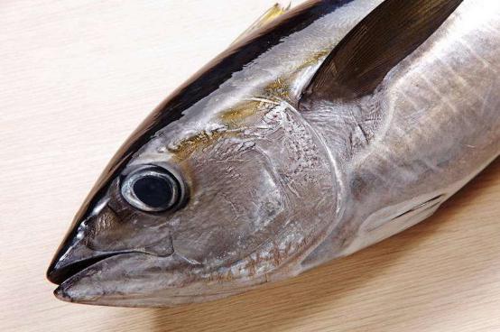 这里所包含的鱼种类繁多,其中经常被人们食用的有蓝鳍金枪鱼,鲣鱼