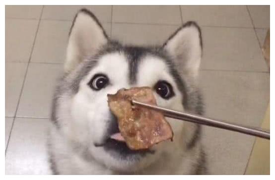 哈士奇吃烤肉,乖到不像是一只二哈:吃了这盘肉,今天不拆家