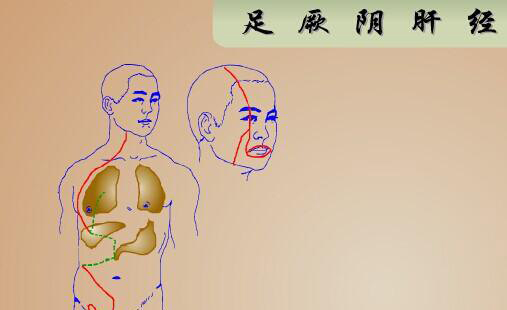 足厥阴肝经那么