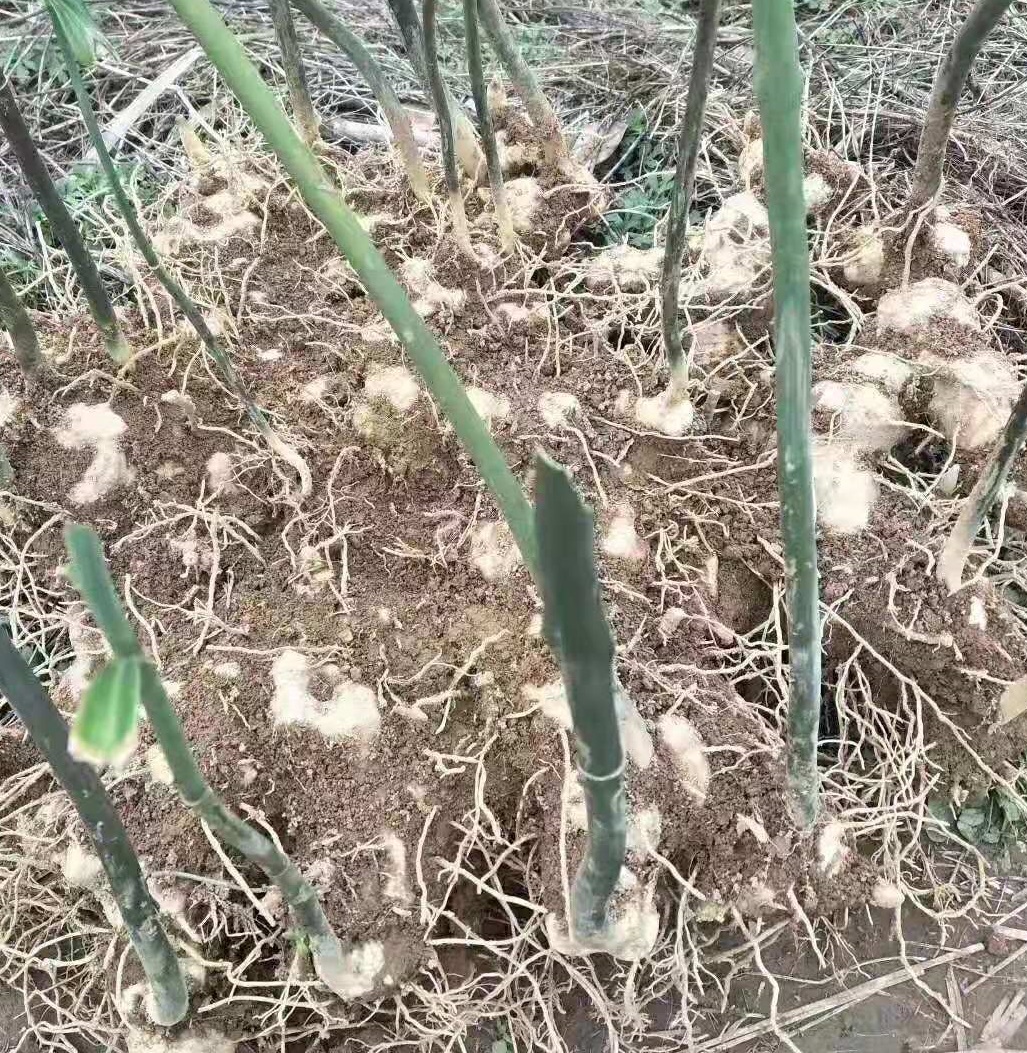 中药材黄精的种植技术在种植过程中需要注意那些问题