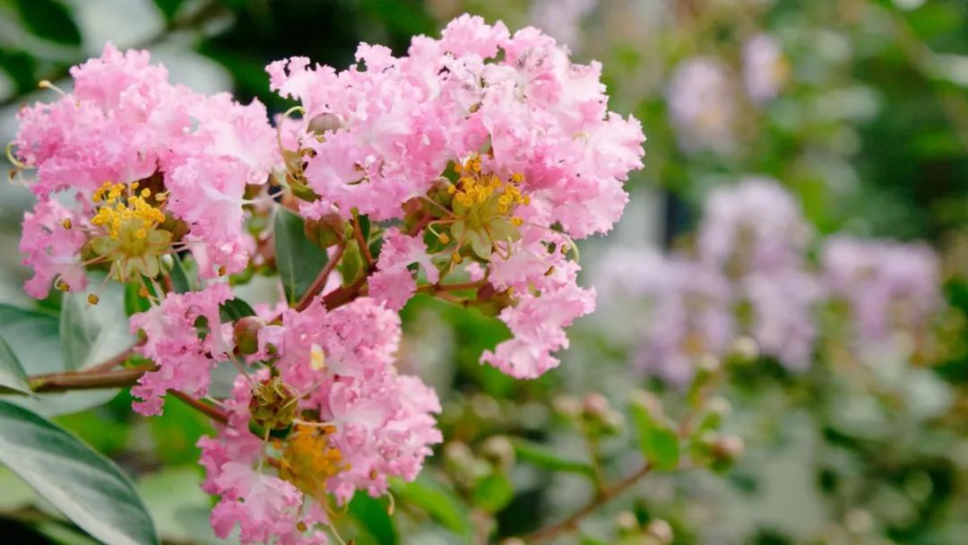 十堰市树市花确定!