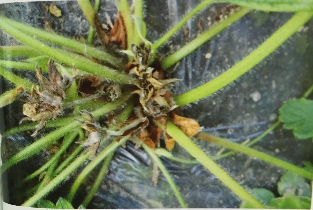 芽枯病草莓幼芽枯萎你觉得是什么病