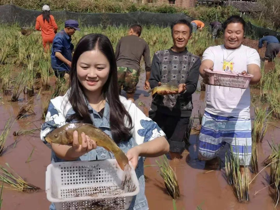 投放市场后俏销,每逢周末,城里市民也来到稻田和当地农民一起摸鱼