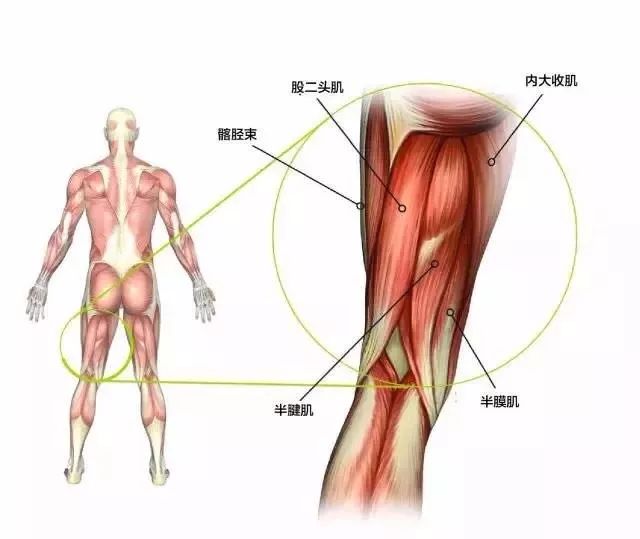 人体大腿根的结构图图片