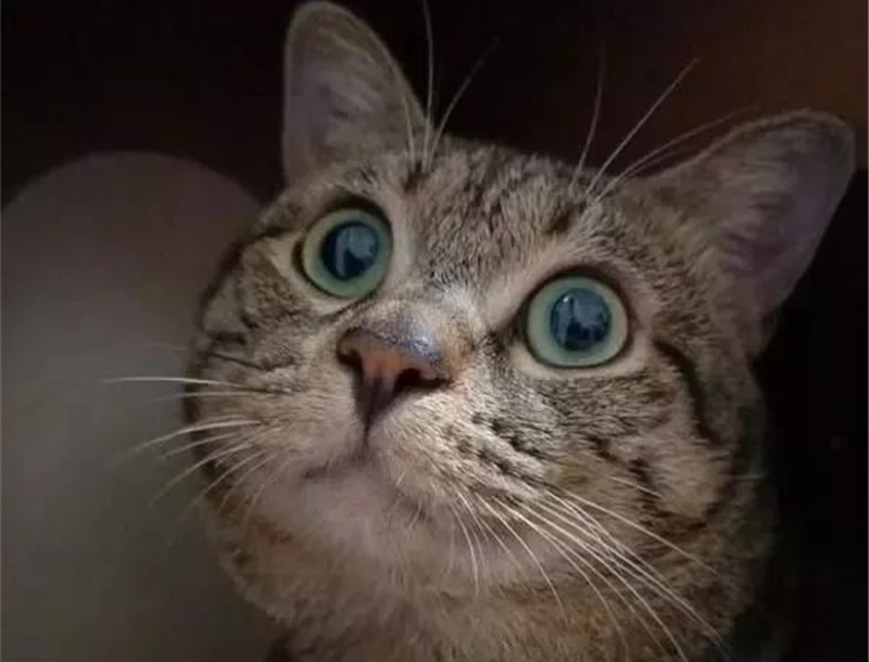 主人发现胆小猫咪爱盯人看上传萌照后一夜而红