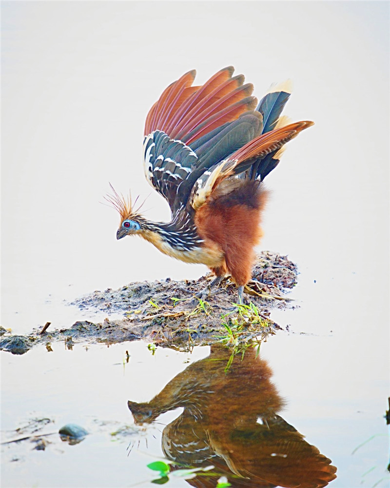 亞馬孫出現一種怪鳥，湛藍的臉，幼鳥翅膀上長爪子，會用翅爪爬樹 寵物 第7張