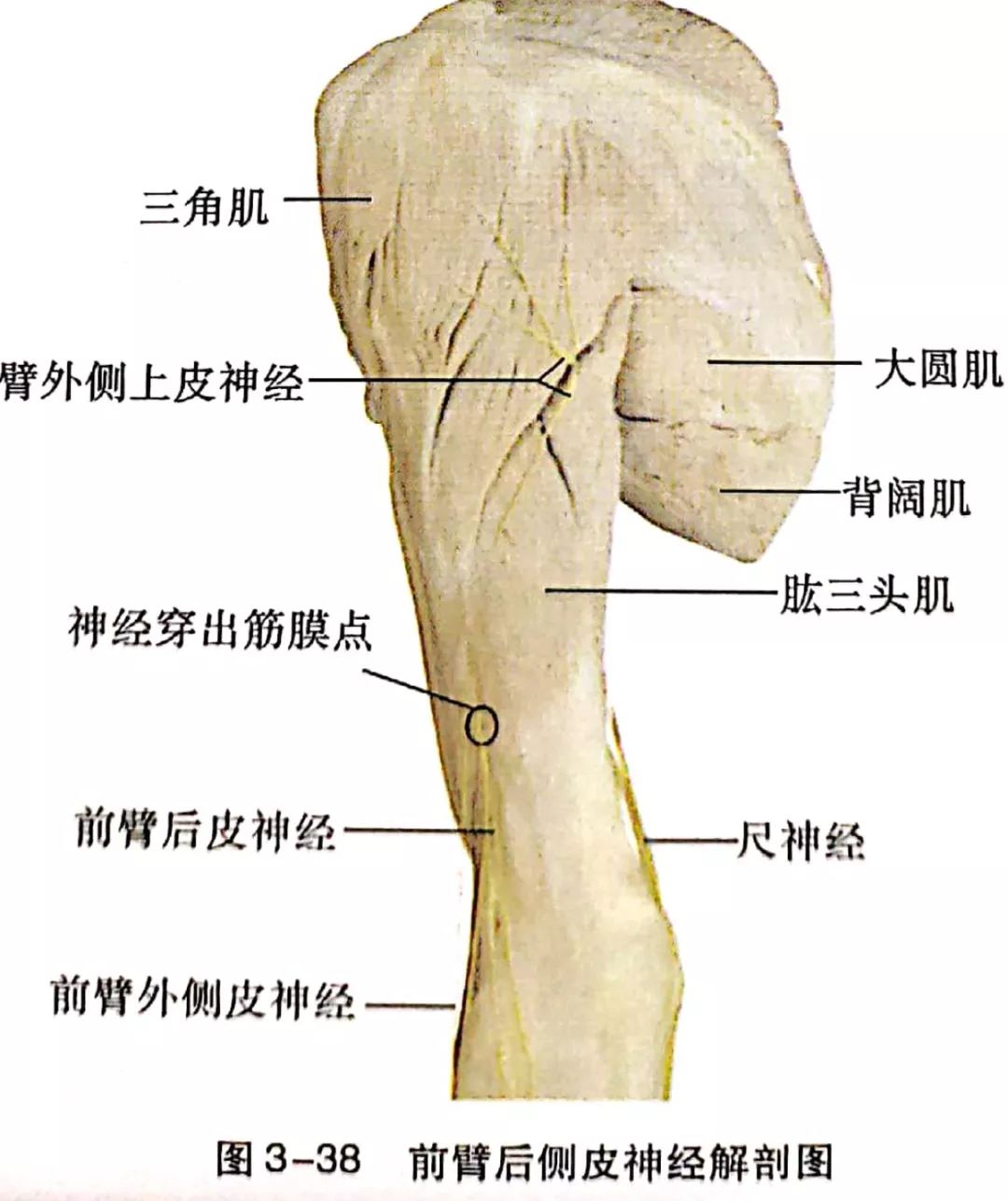 肘部神经解剖全图图片