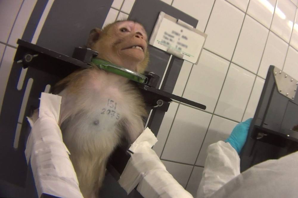 德国实验室被曝虐待动物竟堪比电锯惊魂令人心痛