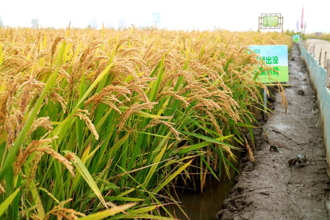 蟹田香米,让你重温自然的清新气息!