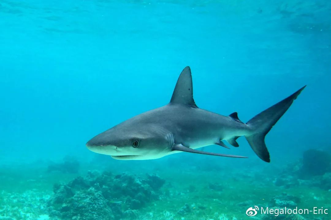 海の绝唱餐桌上的鲨鱼到底该不该吃