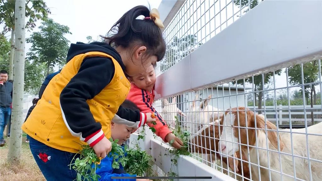 【小小实践家】拥抱秋天,亲近自然 ——西安市第五保育院苹果一班社会