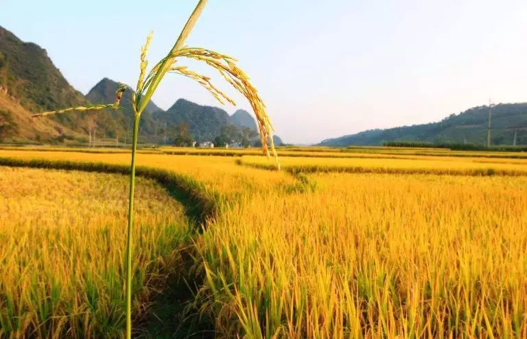 苹塘秋色徒步苹塘稻田风光穿越诗意的金色世界