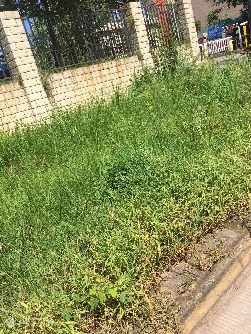 人行道杂草丛生资阳还有这样的街道