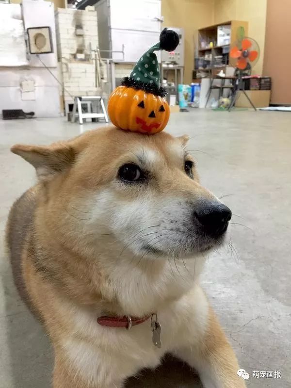 柴犬可爱图片小集锦真是自带喜感的狗狗